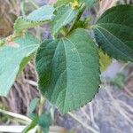 Triumfetta pentandra Hoja