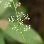 Spuriopimpinella calycina Цветок