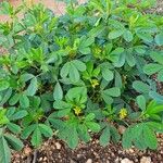 Crotalaria pycnostachya Blad