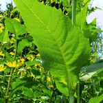 Silphium perfoliatum Yaprak