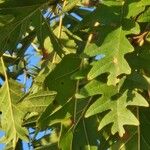 Quercus cerris Blad