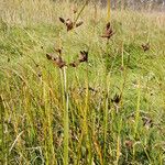 Bolboschoenus maritimus Flower