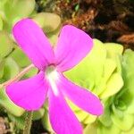 Pinguicula spp. Blüte