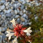 Abelia grandifolia Floare