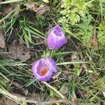 Crocus flavusFlor