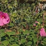 Hibiscus moscheutosFlors