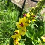 Verbascum nigrum Žiedas