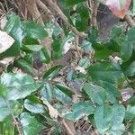 Berberis repens Leaf