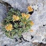 Eriogonum caespitosum Folha