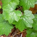 Tellima grandiflora पत्ता