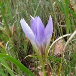 Iris unguicularis 花