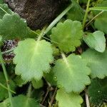 Saxifraga hirsuta Hoja