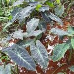 Colocasia esculenta عادت داشتن