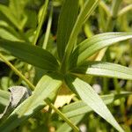 Lilium michiganense Levél