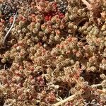 Mesembryanthemum crystallinum Habit