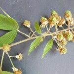 Rubus pallidus Flower