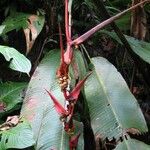 Heliconia trichocarpa Otro
