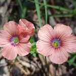 Linum pubescens 花