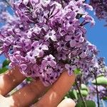 Syringa vulgarisപുഷ്പം