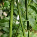 Jasminum grandiflorum Bark