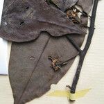 Guatteria foliosa Otro