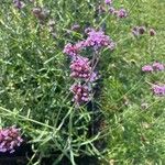 Verbena incompta Cvet