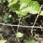 Pisonia aculeata Облик