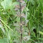 Ajuga reptans Habit