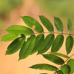 Afzelia pachyloba Hoja