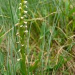 Spiranthes aestivalis Habit