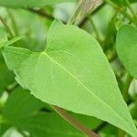 Fallopia dumetorum Folha