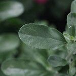 Salvia × jamensis Leaf