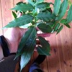 Castanospermum australe Frunză