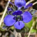 Veronica bellidioides Blomst