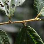 Duboscia macrocarpa Hoja