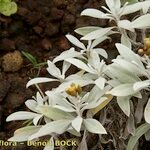 Helichrysum melaleucum Kita