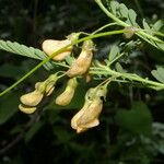 Sesbania herbacea Gyümölcs