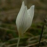 Crocus reticulatus 花