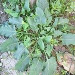 Rumex pulcher Leaf