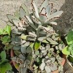 Kalanchoe tomentosa Folha