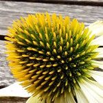 Echinacea pallida Virág