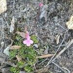 Lobelia holstii Habitus