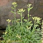 Reseda lancerotae 形态