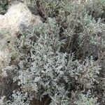 Artemisia caerulescens Hoja