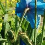 Meconopsis grandis Цвят