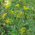 Senecio ovatus Flower