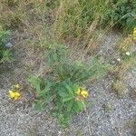 Crotalaria retusa Tervik taim