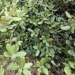 Quercus rotundifolia Leaf