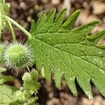 Urtica pilulifera Blad