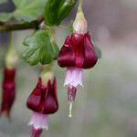 Ribes roezlii Flower